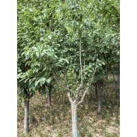 王族海棠苗 铁岭少帅 王族海棠苗价格 辽宁王族海棠苗基地 东北苗木基地 海棠树苗
