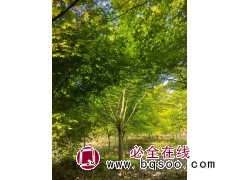 处理10-12公分的鸡爪槭，分支点60-80左右冠幅如图，看中直接联系 电议价格 飞燕苗圃图1