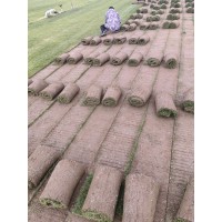 带泥沙培矮生百慕大草坪 天堂草狗牙根 绿化工程专用 耐践踏 电议价格 卉泽园林 千亩草坪基地 电议
