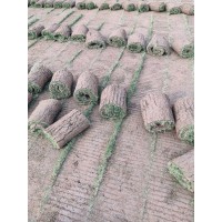 四季青草坪 基地大量出售四季青草坪 别墅工程庭院绿化市政绿化草皮 电议价格 卉泽园林