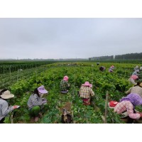 优质葡萄苗，早中晚熟葡萄品种系列，东北葡萄基地，葡萄苗 电议价格 子江葡萄繁育基地