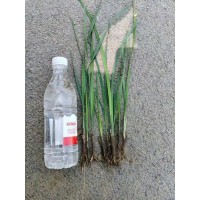 马兰裸根苗 马兰杯苗 成片栽植地被苗林下空地造景耐阴易管理绿化工程苗批发 电议价格 一惠园林