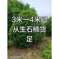 红叶石楠球 丛生红叶石楠 3-4米丛生石楠球 园林绿化工程绿篱球 电议价格 南京石楠球 宗杰绿化苗木