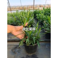 荷兰菊加仑盆苗 多色荷兰菊销售 基地大量供应 玫红荷兰菊杯苗 绿化小苗 工程苗 电议价格 雅芳宿根花卉园