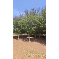 高杆海棠 15-18公分精品海棠树 山东海棠基地 园林绿化工程树 电议价格 菏泽万森园林