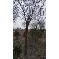大叶榆 长叶榆 裂叶榆 甘肃园林绿化工程树 荒山绿化造林 电议价格  曜铭园林绿化