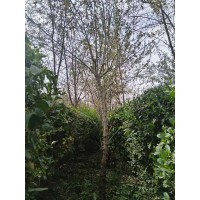 沙枣树苗 出售胸径6-12公分沙枣树黄粘土 电议价格 甘肃苗木基地 张掖市曜铭园林绿化