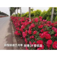 耐寒月季 月季花苗 巨型玫迪兰月季 耐寒29度低温 电议价格 甘肃苗木 张掖市曜铭园林绿化