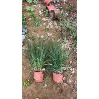 小兔子狼尾草 卡尔拂子茅 地被植物销售 河北园林绿化工程地被苗销售 电议价格 荣叶园林