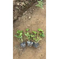 三叶委陵菜杯苗 庭院别墅栽培 园林绿化护坡造景工程苗 电议价格 廊坊荣叶园林景观