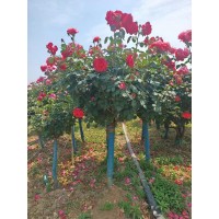 树桩月季3-10公分有货，基地直发 南阳月季基地 城市公路造景 公园绿化树 电议价格 晨林绿化