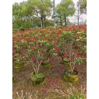 琴叶珊瑚1.23米高 电议价格 中山苗木 电议价格 精品盆景 变叶珊瑚花 容器苗原土球发货