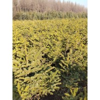 云杉 东北云杉基地 21杯定值云杉80公分-1.2米高 荒山绿化造林苗 电议价格 瑞鑫苗圃