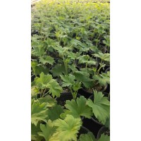 大花飞燕草 时令花卉市政绿化工程苗 花镜花坛栽植苗 鸽子花销售 电议价格 鞍山花卉 一品宿根花卉
