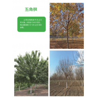 五角枫公司五角枫至今为止6年大冠，分枝点2米5左右，出售规格12-20公分 电议价格 诚信苗木花卉