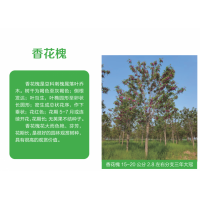 香花槐15-20公分2.8左右分支三年大冠 电议价格 园林绿化工程树 菏泽香花槐价格 冠县诚信苗木花卉