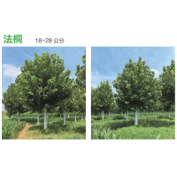 法桐 18-28公分法桐树 城市绿化行道树 乡村建设 公园造景树 电议价格 冠县诚信苗木花卉