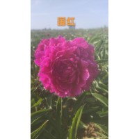 牡丹 国红牡丹 红宝石牡丹 多种颜色牡丹供应 菏泽牡丹基地 电议价格 菏泽三宝牡丹园艺