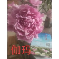 牡丹种苗 粉色牡丹 红色牡丹 白色牡丹 黑色牡丹 电议价格 菏泽三宝园艺有限公司 承接牡丹园