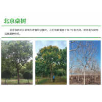 北京栾树 栾树价格 园林绿化城市建设行道树 电议价格 菏泽栾树基地 诚信苗木花卉专业合作社