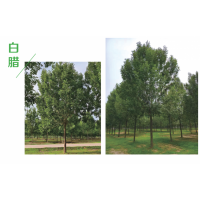 白蜡树 8~30公分白蜡树多少钱一棵 现场选树 电议价格 园林绿化行道树 菏泽诚信苗木花卉