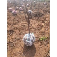 牡丹树 独杆牡丹 丛生牡丹树 菏泽牡丹种植基地 观赏牡丹树 庭院景观树 高档牡丹 电议价格 三宝牡丹园艺