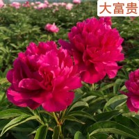 国花牡丹 菏泽牡丹基地 牡丹园建设施工养护管理 电议价格 牡丹苗现货大量 三宝牡丹园艺