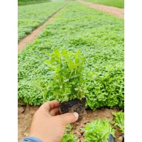 千屈菜 水生植物 耐寒喜光喜潮湿 河岸湖畔绿化用苗 青州草花杯苗 电议价格 山合水花卉苗木