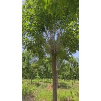 白蜡16～20公分 白蜡行道树 带土球发货 电议价格 园林绿化城市建设绿化树 鲁韵苗木种植基地