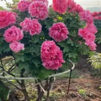 牡丹 国花牡丹 菏泽牡丹基地 绿幕隐玉 花王 皇冠 岛锦 2-6年生精品牡丹 电议价格 永平牡丹
