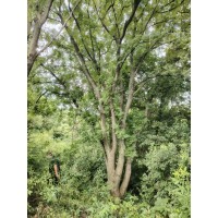黄连木大树 南阳黄连木 原生态黄连木 景观大树 高档小区庭院景观树 适应性强 电议价格 森达园林