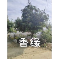 12公分香橼树 园林绿化庭院观赏香橼树 移植全冠丛生多杆 规格全 四季常青 电议价格 森达园林