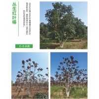 丛生红叶椿 大规格彩叶树 城市园林绿化风景苗庭院绿地配植景区园林行道 电议价格 诚信苗木花卉