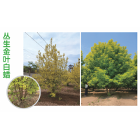 丛生金叶白蜡 大规格彩叶树 6-8分枝 分枝粗度6-12公分丛生金叶白蜡 冠幅5米 电议价格 诚信苗木花卉