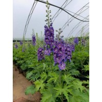 大花飞燕草 东北时令草花盆栽苗 庭院小区公园绿化栽植市政园林种植观赏 电议 莉娜宿根花卉