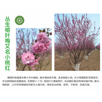丛生榆叶梅 丛生小桃红 小区绿化行道树 庭院装饰观赏树 电议价格 冠县诚信苗木花卉