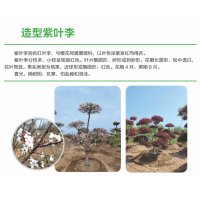 紫叶李造型树 红叶李造型 行道树园林绿化专用基地直发 庭院绿化树 电议价格 冠县诚信苗木花卉