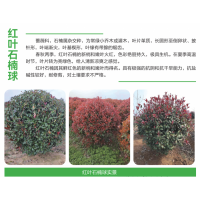 红叶石楠球 庭院中的红色精灵，四季皆美的园艺瑰宝 电议价格 冠县诚信苗木 园林绿化绿篱球