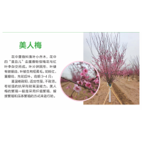 美人梅 粉色重瓣大花 耐观赏 榆叶梅规格多选 电议价格 园林绿化公园造景树 冠县诚信苗木花卉