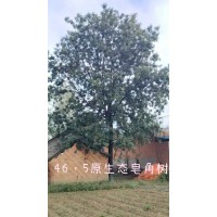 皂角 46公分原生态皂角树 南阳皂角基地 电议价格现货装车 园林绿化工程树 森达园林生态园