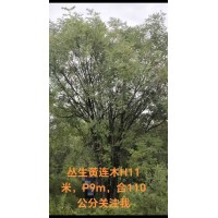 丛生黄连木 高11米冠幅9米大规格原生态丛生黄连木 南阳黄连木 电议价格 森达园林生态园
