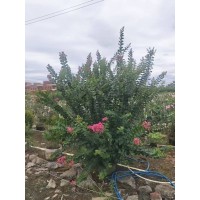 紫薇树 2米-2.5米高的细叶紫薇 园林绿化树 庭院绿化 宜居乡村建设景观树 电议价格