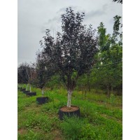 容器苗海棠返季节栽植首选 8-15公分王族海棠 光辉海棠 电议价格 东北苗木 抚顺县盛溪苗圃