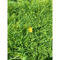 金娃娃萱草  3分钱上车 清地处理金娃娃萱草苗大量 东北苗木基地 北方杨树苗木繁育场