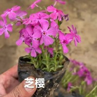 大量出售芝樱杯苗 福禄考苗 园林绿化工程地被植物 电议价格 台安四季园花卉种植专业合作社