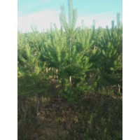樟子松 东北樟子松基地 0.3-2米高3-4分枝 16杯到30杯现货 电议价格 荒山绿化造林苗