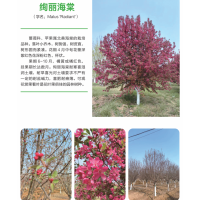 绚丽海棠 校园厂区绿化树 现挖先发 耐寒性强 庭院遮荫海棠树 电议价格 冠县诚信苗木花卉