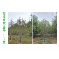 紫玉兰 白玉兰 假植玉兰 园林绿化景观树 城市绿化行道树 公园绿化造景 电议价格 冠县诚信苗木