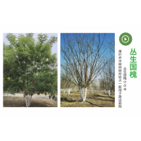 丛生国槐 精品国槐树 城市公园景观树 园林绿化丛生树 5-8米丛生国槐现货电议价格 冠县诚信苗木