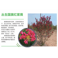 丛生紫薇 百日红 国旗红紫薇 艳红紫薇 城市绿化行道树 庭院景观造型树 电议价格 冠县诚信苗木